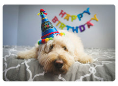 Birthday Dog