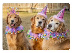 Party Dogs